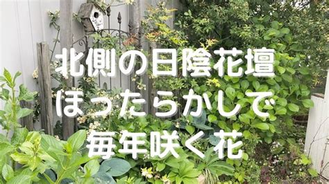 室外耐陰植物|日陰で育てられるおすすめの植物 34種類！